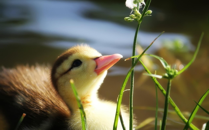 yellow, bird, animals, duck, duckling, precious, 1080P, 1920x1200