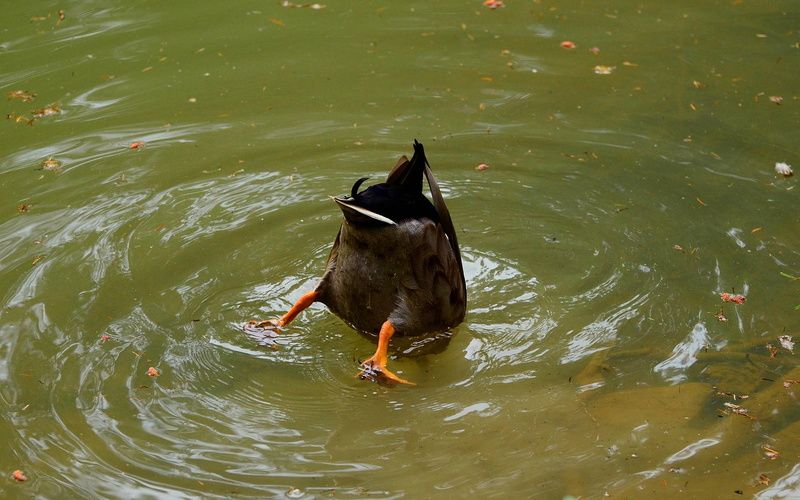 duck, funny, bird, 1080P, tail, water