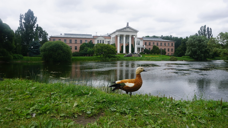 art, plant, duck, 5K, beak, fun, animals in the wild, built structure, one animal, animal themes, animal wildlife, vertebrate, pet, wildlife, government