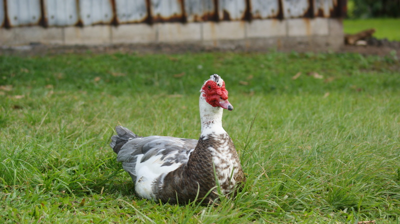 animal wildlife, smiling, green, poultry, clean, white, sitting, outdoors, funny, grass, duck, toy, shower, yellow, water, baby, muscovy duck, one animal