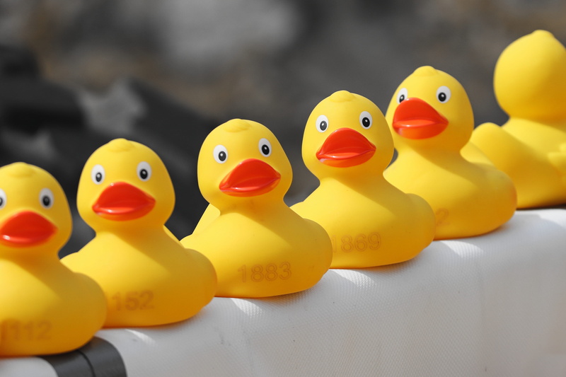 duck race, smiling, art and craft, bath duck, creativity, animal representation, table, yellow, plastic ducks, in a row, toy, rennwetbewerb, event, fun