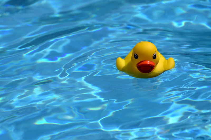 summer, plastic, floating on water, swimming pool, high angle view, representation, blue, swimming, toy, inflatable, outdoors, duck, nature, 5K, animal representation
