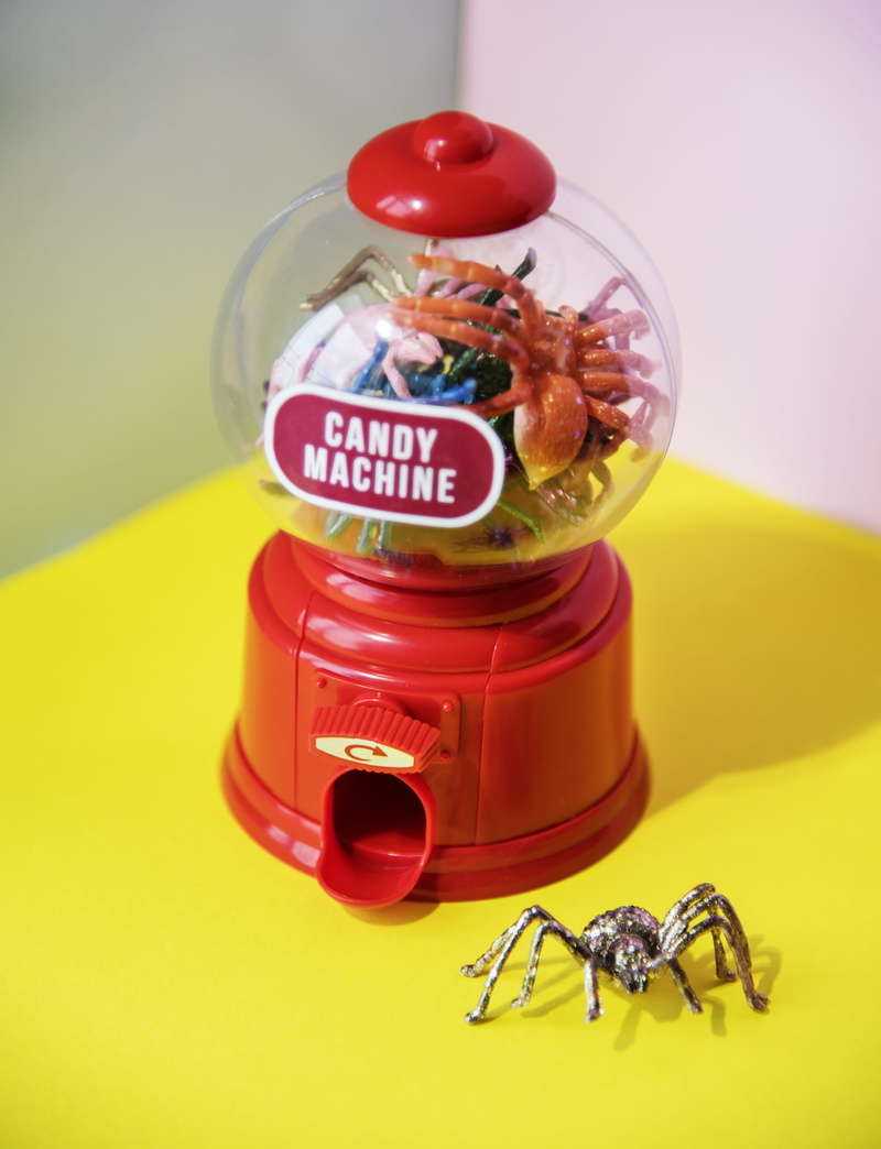 colored background, food and drink, bright, glass, animal wildlife, painted, toys, desk, food, western script, candy, spooky, insect, animal, communication