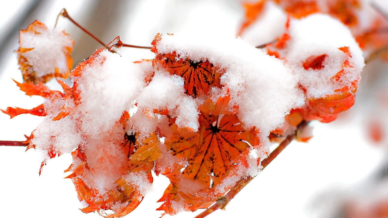 orange, ice, food, forest, orange color, seasonal, focus on foreground, food and drink, golden, park, graphic, maple, frozen, red, close-up, trees, landscape