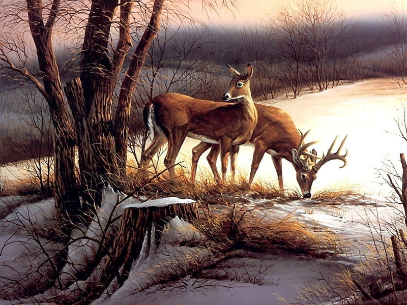 winter, sunlight, land, two animals, animal, no people, outdoors, herbivorous, plant, day, vertebrate, nature, animals in the wild, branch, bare tree, tree