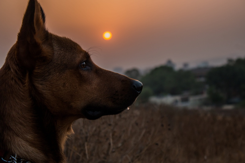 canine, brown, sunrise, domestic, tiny, domestic animals, togetherness, golden hour, golden, nature, outdoors, adorable, pet, cute, one animal, grey, happy