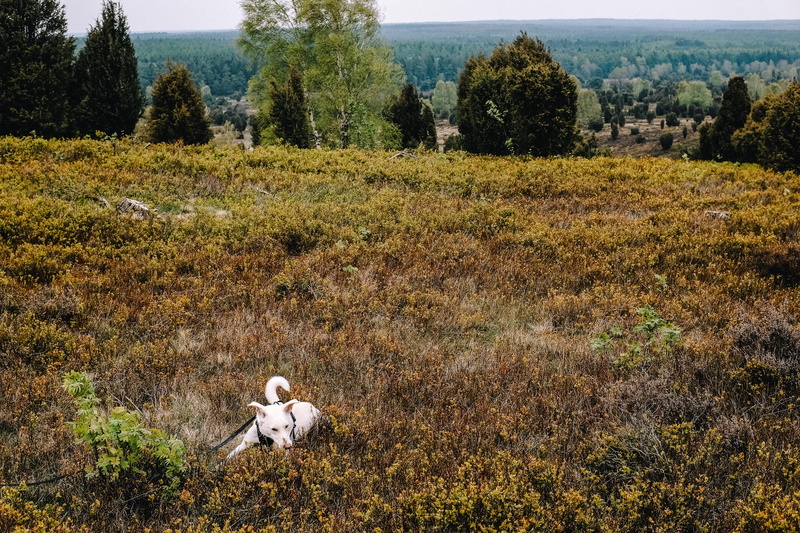 friend, autumn, tranquility, animal, light, forest, herbivorous, day, yellow, field, environment, funny, white, livestock, gold, grass, vertebrate, tree