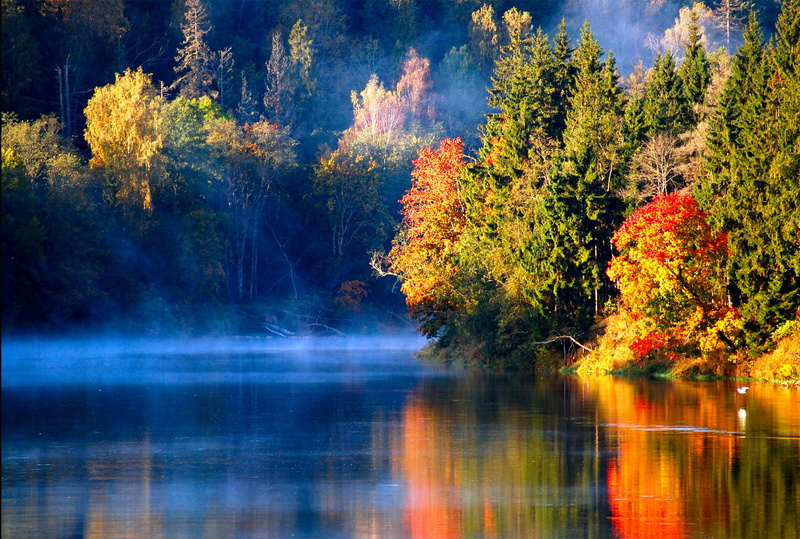 branch, sky, plant, outdoors, beauty In Nature, flowing water, october, tranquility, non-Urban Scene, morning, autumn, tree, orange Color, trees, bird