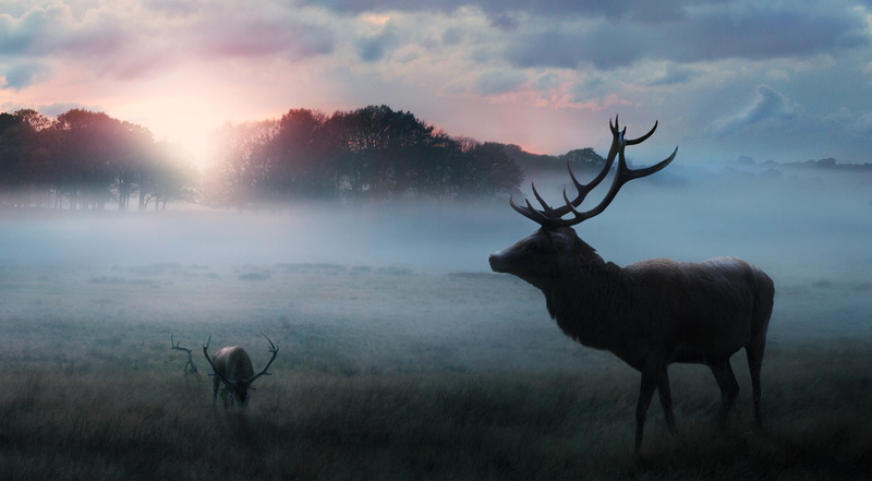 Morning, Deer, Winter, 2K, Sunrise, Fog, Forest