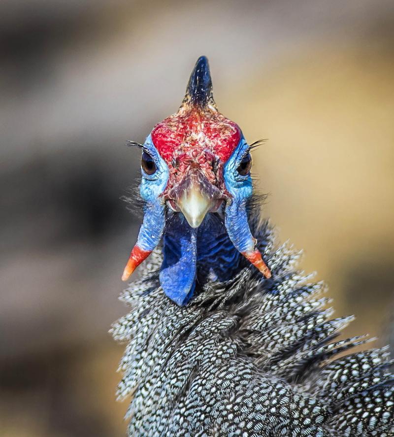 720P, wildlife, Botswana, Guineafowl, birds, alien attack, nature