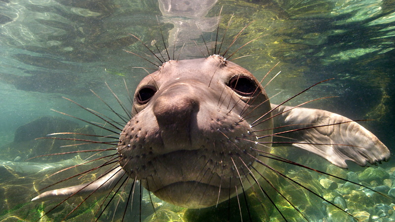 no people, lion, animal themes, close-up, nature, underwater, vertebrate, Mexico, water, 1080P, outdoors, undersea, day, marine, Baja California, animal wildlife