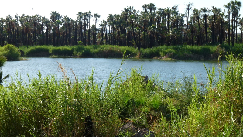 outdoors, beauty in nature, tree, growth, grass, Oasis, plant, palms, green color, land, 2K, lake, sky, tranquil scene, non-urban scene, Baja California Sur