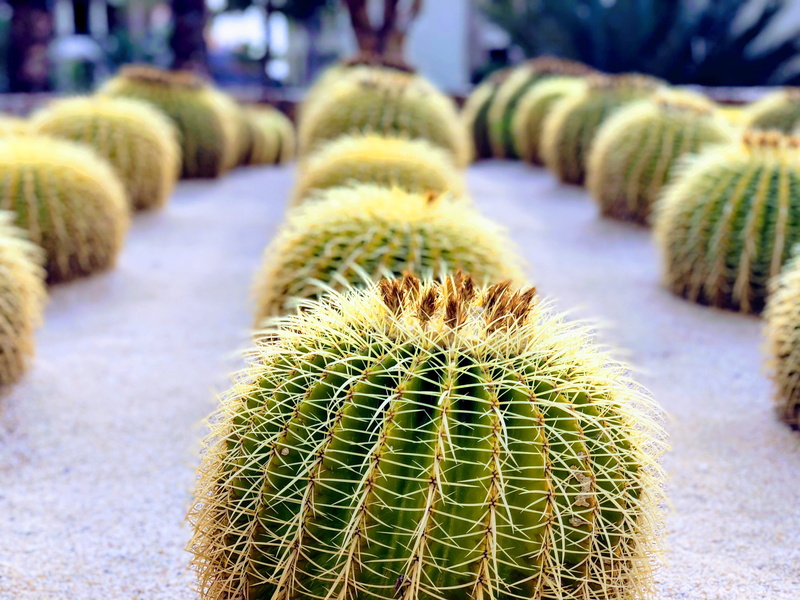 sharp, baja, cacti, in a row, mexico, green color, sand, beauty in nature, spiky, no people, 4K, thorn, focus on foreground, spiked, outdoors, prickly