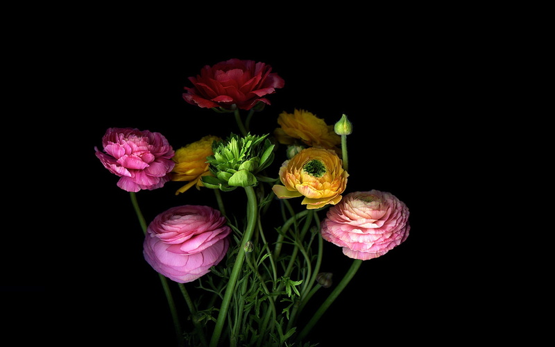 2K, inflorescence, springtime, close-up, vulnerability, indoors, black background, bouquet, flowering plant, flower, nature, no people, shadow, petal