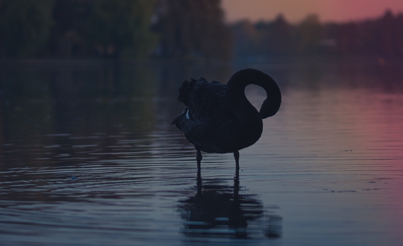 no people, 5K, black, close, sunset, waterfront, water, one animal, figure, focus on foreground, bird, black color, outdoors, photography, standing, dawn