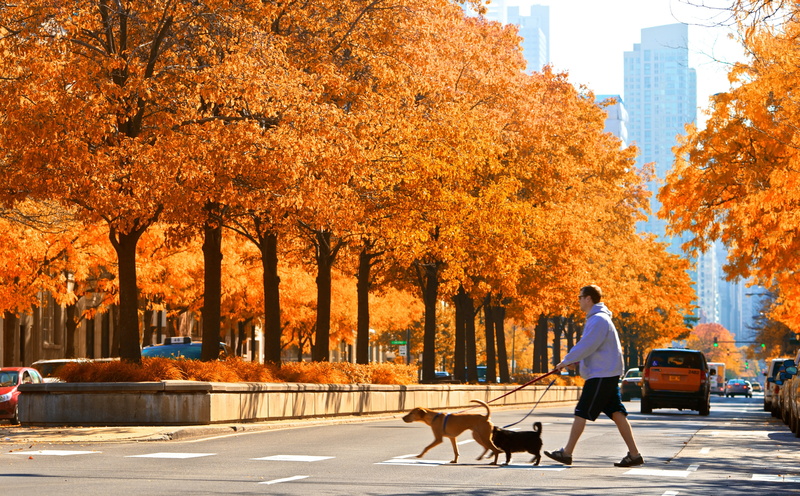 outdoors, Cars, pets, orangetrees, People, canon, Fall, animal, hoodie, nature, Dogs, walking, gray, day, animal themes, Yellow, pet owner, architecture