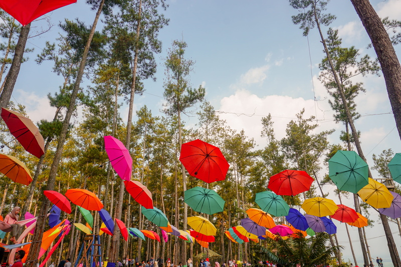 plant, cloud - sky, nature, day, forest, trees, 5K, security, umbrella, kemit, outdoors, indonesia, growth, sky, multi colored, no people, in a row, cilacap