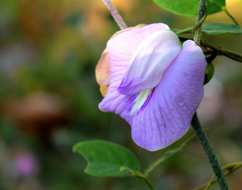 flower, no people, flower head, inflorescence, wildfowers, day, freshness, plant, beautiful, jawa timur, pisum sativum, nature, close-up, 2K, bunga kacang-kacangan