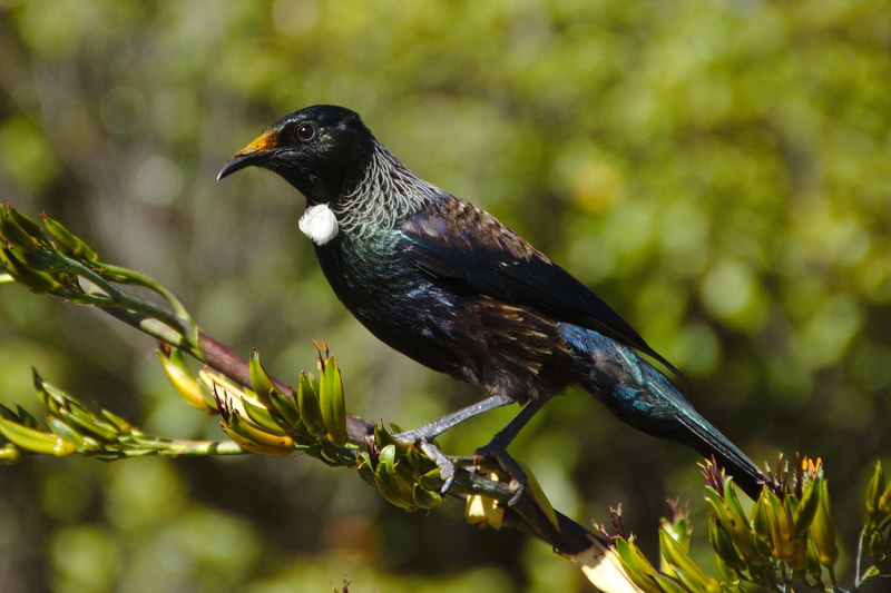black color, animal, branch, close-up, animals in the wild, perching, focus on foreground, zoology, profile view, blackbird, nature, outdoors, animal wildlife