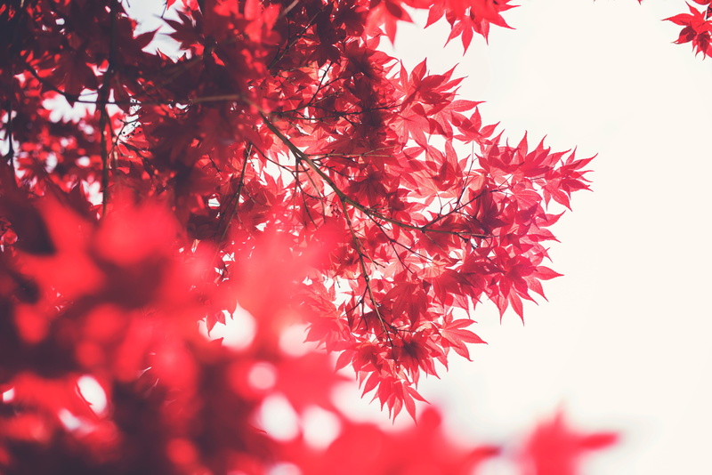 autumn, selective focus, low angle view, winter, beauty in nature, tranquility, 5K, leaves, tree, red tree, close-up, decoration, maple tree, leaf, branch