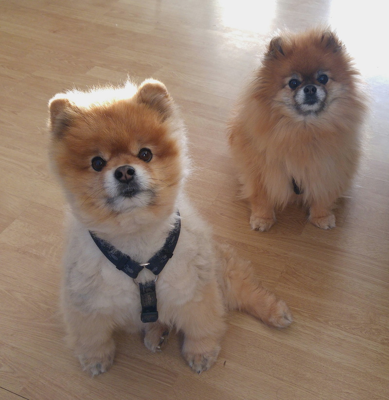 domestic animals, dog breed, pomeranian, cute, dwarf spitz, high angle view, pom pom, animal, brown, young Animal, 1080P, dog, wood, looking at camera
