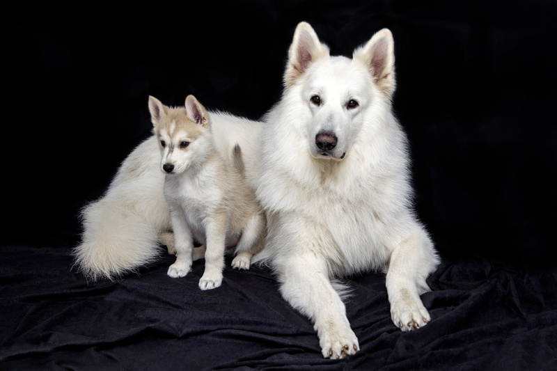 dog, domestic, domestic cat, puppy, portrait, white color, indoors, no people, domestic animals, close-up, one animal, young animal, animal themes, cute