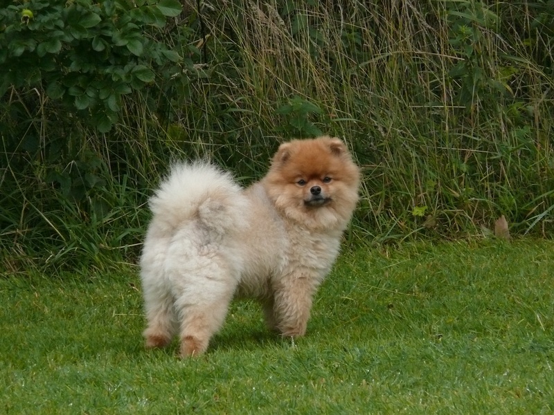 beige, small dog, pomeranian, mammal, 2K, pom pom, pointed, dwarf spitz, animal themes, race, small, young dog, animal, chow, grass, dog, nature, pets
