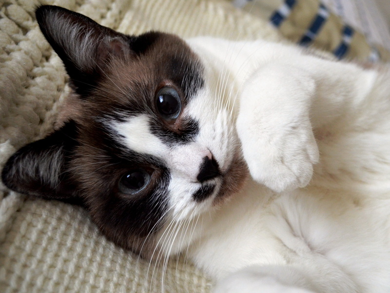 whisker, vertebrate, pet, pets, small, domestic, white, little, sweet, no people, domestic animals, animal head, kitty, playful, furry, looking at camera
