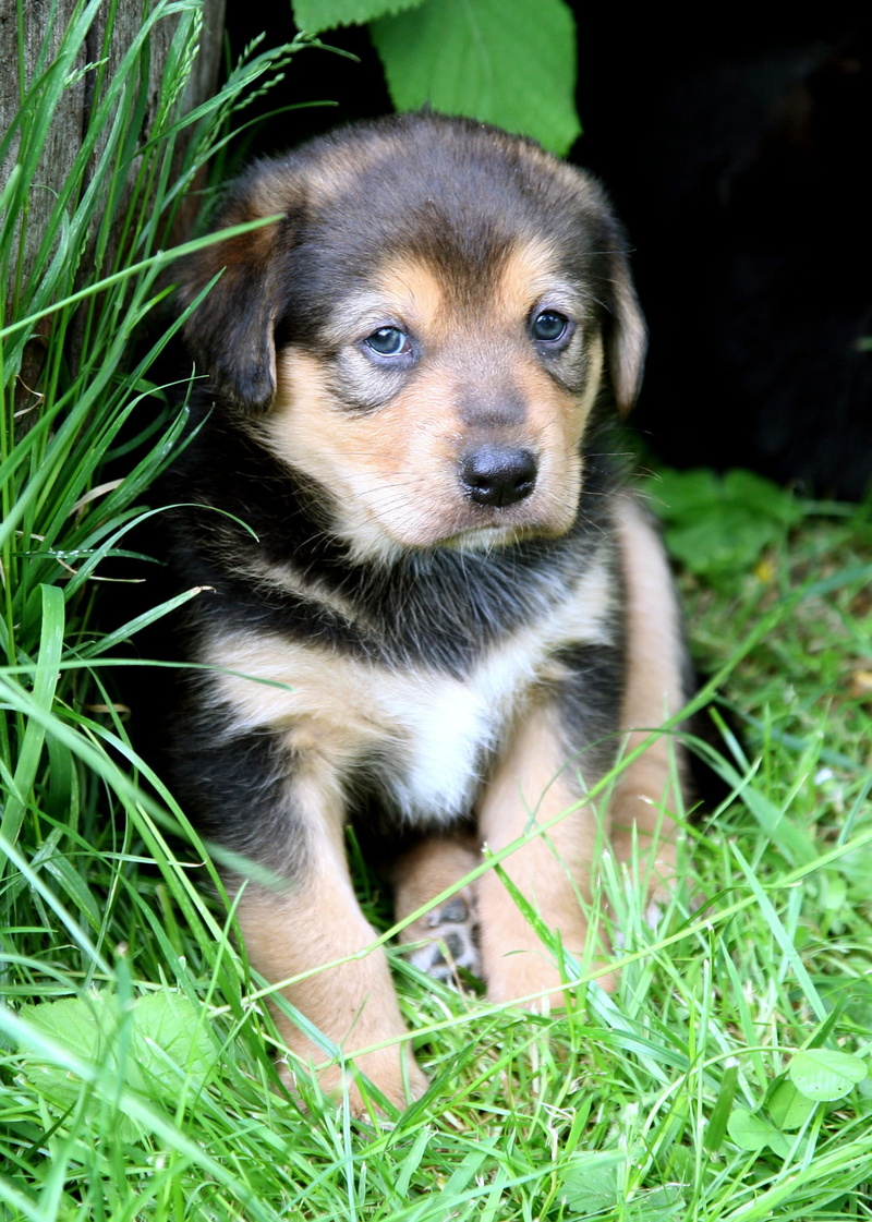 field, one animal, portrait, dog puppy, Dog, canine, Puppy, pets, green color, 1080P, vertebrate, domestic animals, baby, domestic, mammal, grass, young animal