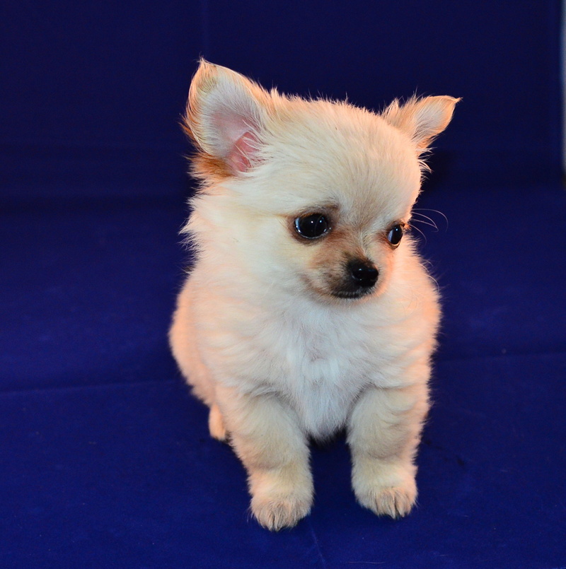 mammal, looking at camera, white, little dog, puppy, animal, domestic animals, soft, adorable, amazing, no people, pet, lap dog, animal themes, dog, one animal
