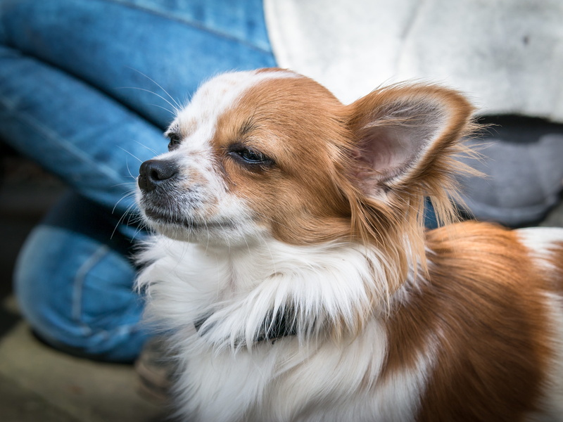 lap dog, chihuahua - dog, jeans, animal themes, fluffy, sweet, sitting, animal portrait, looking away, Chihuahua, pet, domestic, Dog, vertebrate, indoors