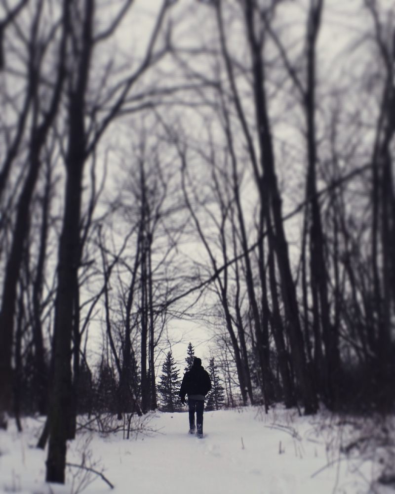alone, day, plant, ice, lifestyles, field, man, rear view, land, walking, weather, forest, person, covering, silhouette, white, one person, beneath, snow