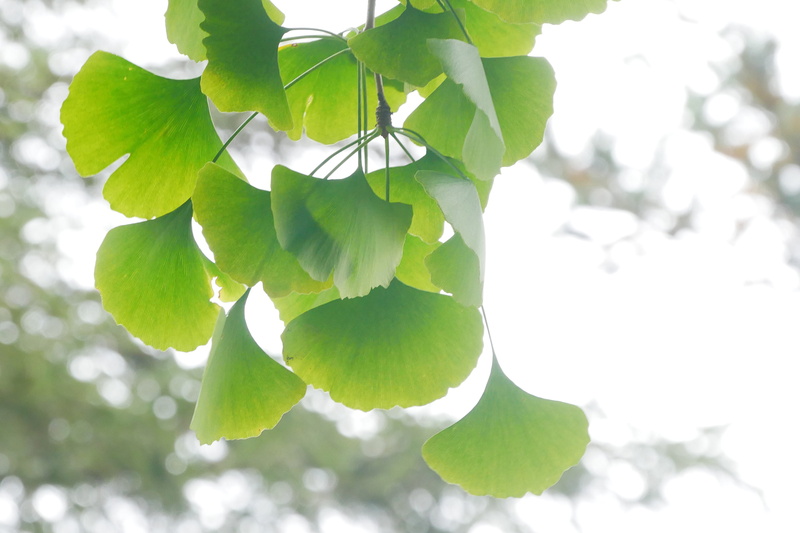 branch, leaves, fragility, tree indentification, tree images, leaf images, directly below, ginkgo, freshness, nature, plant, green color, tree, ginkgo leaf