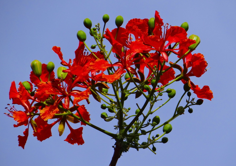 plant, red, beauty in nature, no people, branch, food, nature, phượng, gulmohar, fabaceae, flame tree, flower, 4K, close-up, freshness, india, royal poinciana