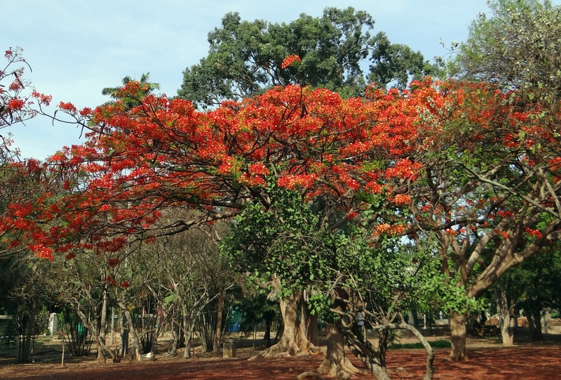krishnachura, park - man made space, change, tree, red, flower, freshness, flowering plant, krusnachuda, india, outdoors, delonix regia, growth, no people