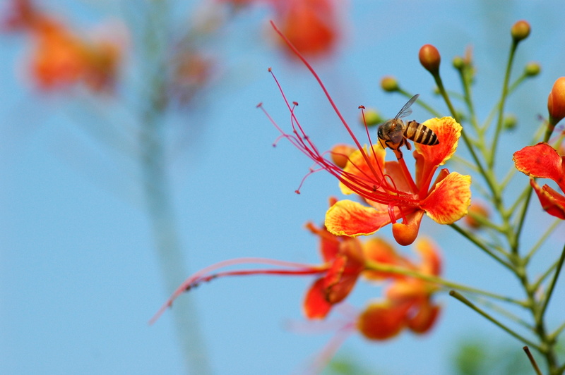 petal, animal wildlife, growth, peacock flower, freshness, red, thailand, selective, animals in the wild, bee, vulnerability, nature, beauty in nature