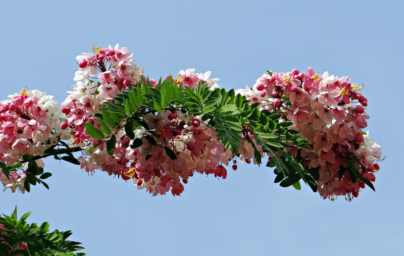 nature, bangalore, low angle view, india, 4K, apple blossom tree, blue, clear sky, vulnerability, tree, pink color, plant, flora, sky, plant part, java cassia
