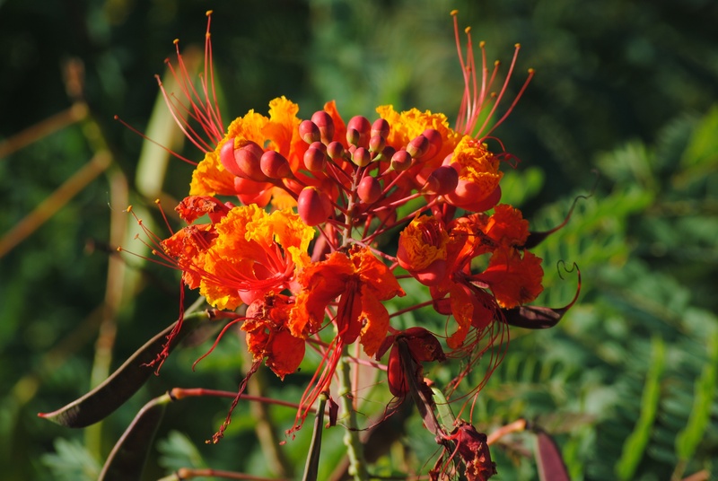 4K, barbados, inflorescence, scarlet, exotic, no people, botany, orange color, gardens, summer, freshness, close-up, pride of barbados, flower head, red