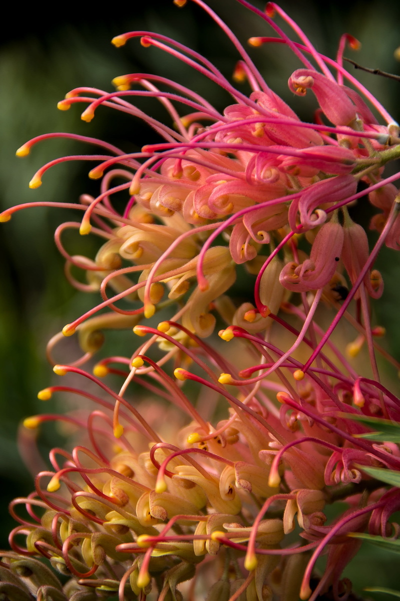 garden, inflorescence, close-up, delicate, native, selective focus, growth, nectar, red, australian, bloom, pink, shrub, focus on foreground, grevillea