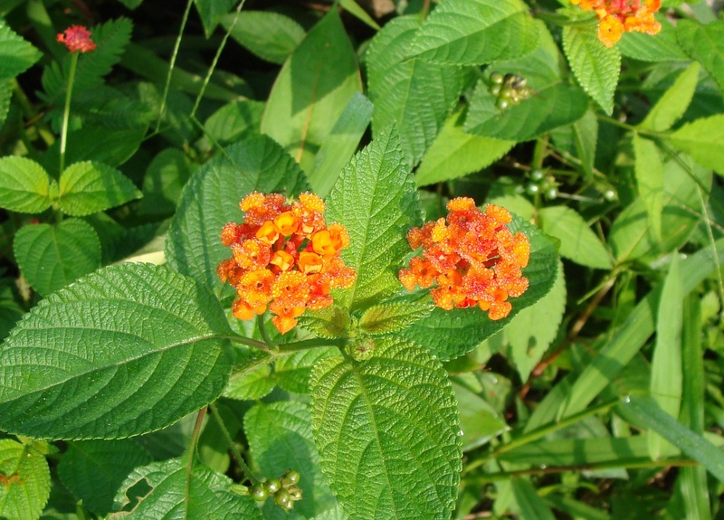 flowers, green color, outdoors, flower, inflorescence, red sage, beauty in nature, flower head, close-up, orange color, flowering plant, plant part, focus on foreground