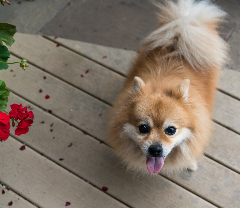 small, animal, high angle view, pets, one animal, breed, purebred, happy, spitz-Type Dog, footpath, furry, outdoors, vertebrate, mouth open, domestic, adorable