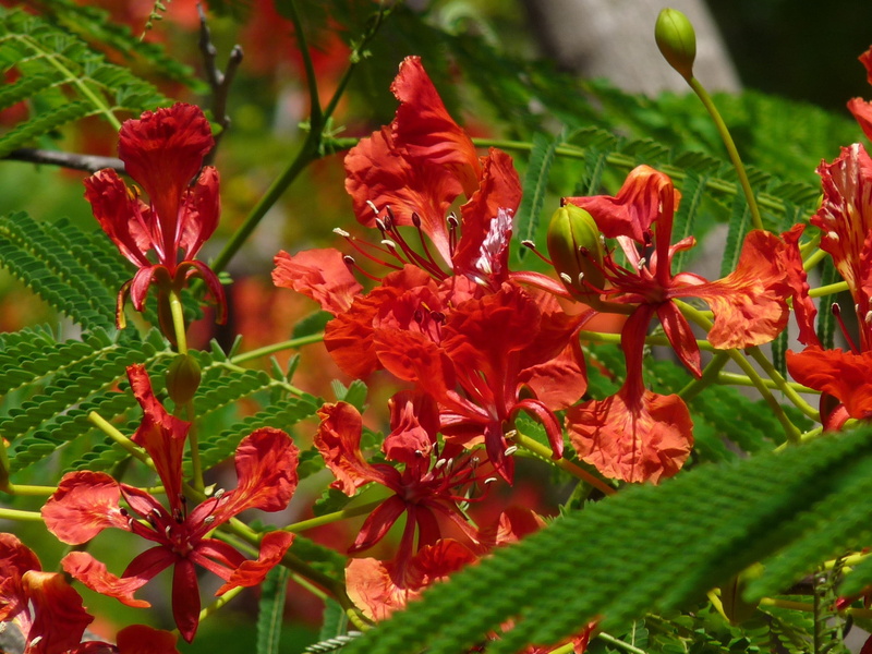 petals, spring, outdoors, racemes, leaves, green, leafy, blooms, blossoms, gardening, bunch of flowers, ornamental, red, plants, 2K, freshness, bunch