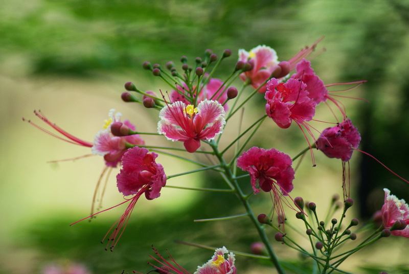inflorescence, flower head, buds, shoots, petal, bunch of flowers, green, pink bird of paradise, botany, fleurs, pollen, caesalpinia pulcherrima, colorful