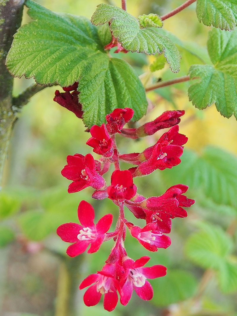 berry fruit, food and drink, close-up, vulnerability, spring, flowers, nature, plant, fruit, flower, grapes flowering, day, beauty in nature, green color