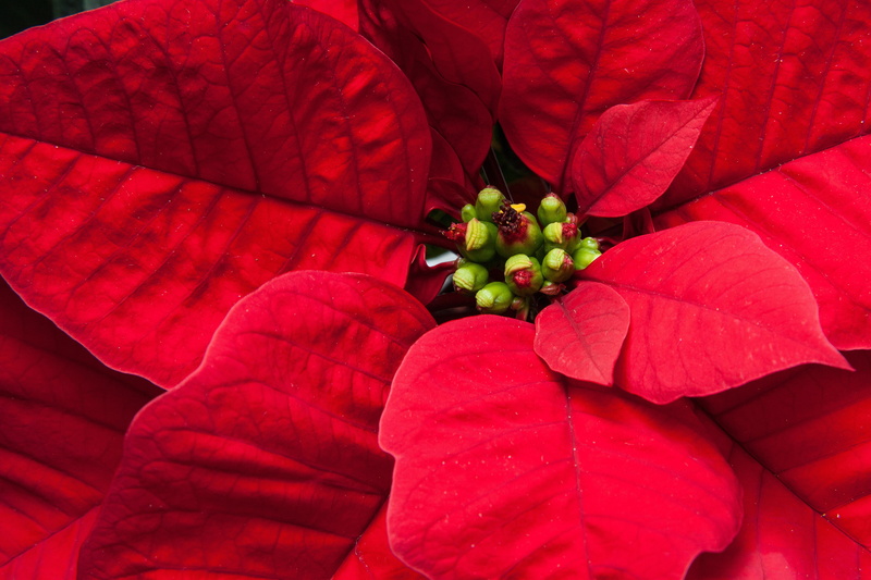 red, pulcherrima, green, day, leaf, adventsstern, petaled, spurge family, plant part, fragility, christmas, nature, vulnerability, flowering plant, healthy eating