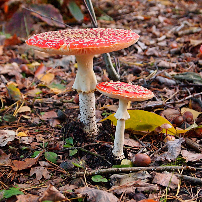 autumn, beauty in nature, vegetable, change, close-up, plant, fly agaric mushroom, toadstool, mushroom, surface level, leaf, vulnerability, 2K, field
