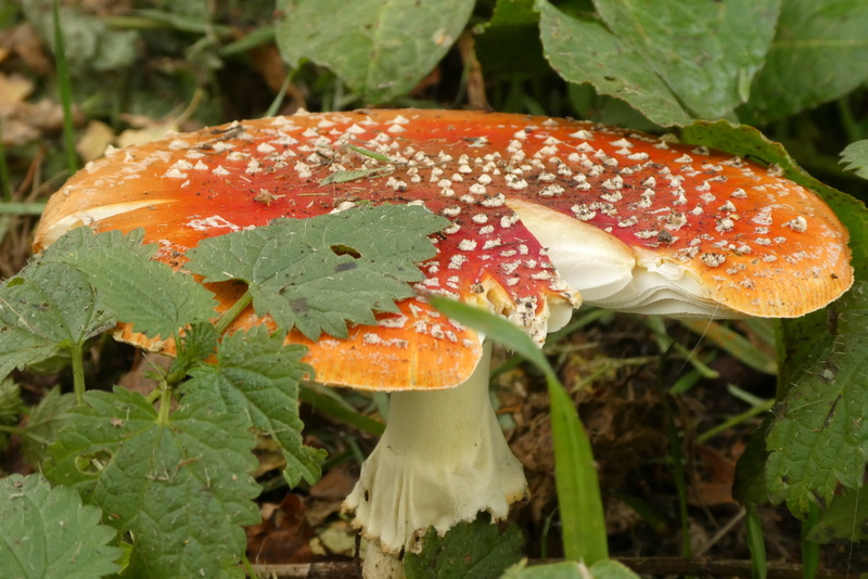 nature, close-up, vegetable, leaf, focus on foreground, day, toadstool, green color, beauty in nature, fungus, vote, fly agaric, 2K, forest, plant, fly agaric mushroom