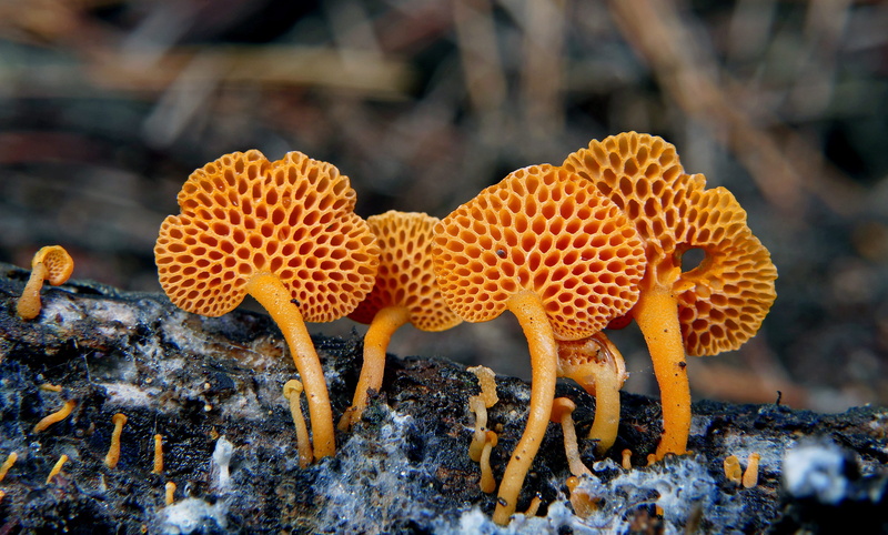 soil, animals in the wild, nature, focus on foreground, animal themes, fungus, gills, land, animal, ground, stem, no people, fungi, marine, animal wildlife