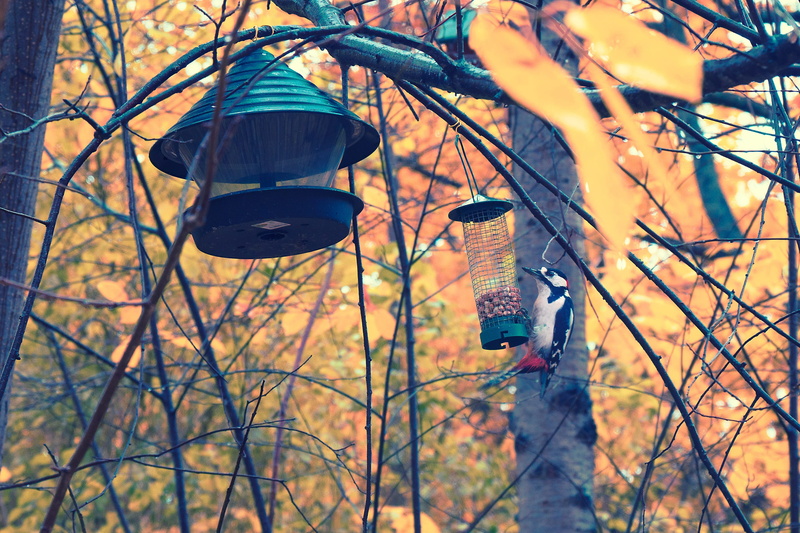 fall, bare tree, tree branches, technology, Nature, wood, yellow, environment, lighting equipment, bark, tree branch, metal, red, golden, plant, beak, forest
