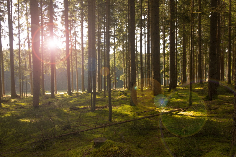 land, across, green, nature, light, daytime, morning, fairy forest, streaming, growth, scenics, lush Foliage, no People, trunk, fairy tale forest, leaf